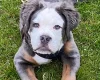 English Bulldog