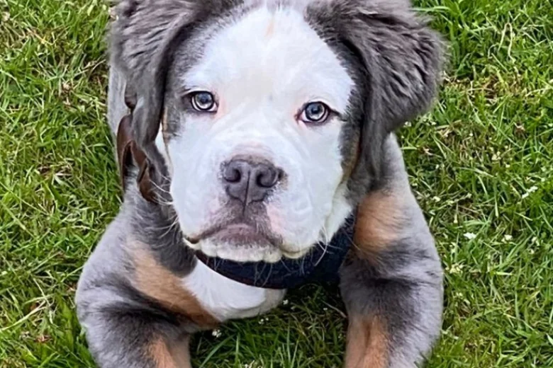 English Bulldog