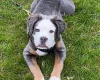 English Bulldog