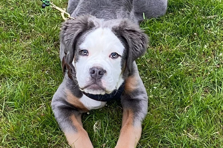 English Bulldog