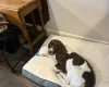 English Springer Spaniel