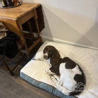 English Springer Spaniel