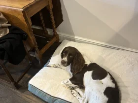 English Springer Spaniel