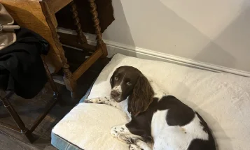 English Springer Spaniel