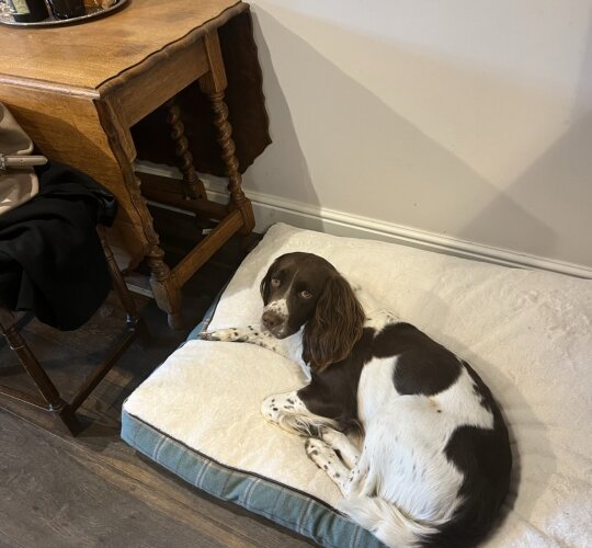 English Springer Spaniel