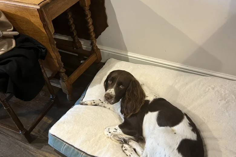 English Springer Spaniel