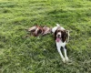 English Springer Spaniel