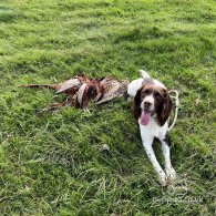 English Springer Spaniel