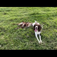 English Springer Spaniel