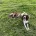 English Springer Spaniel