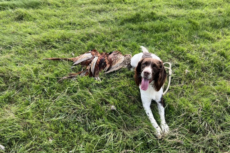 English Springer Spaniel