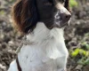 English Springer Spaniel