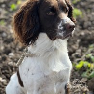 English Springer Spaniel