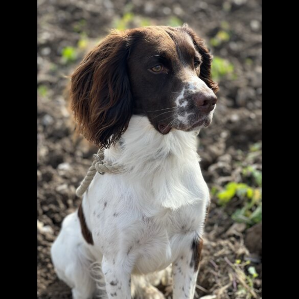 English Springer Spaniel