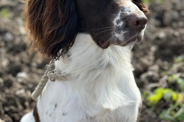 English Springer Spaniel