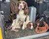 English Springer Spaniel
