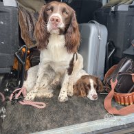 English Springer Spaniel