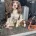 English Springer Spaniel