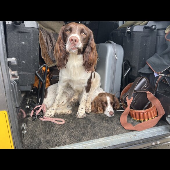 English Springer Spaniel