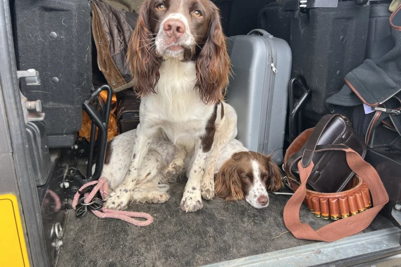 English Springer Spaniel