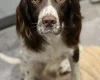 English Springer Spaniel