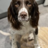 English Springer Spaniel