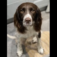 English Springer Spaniel