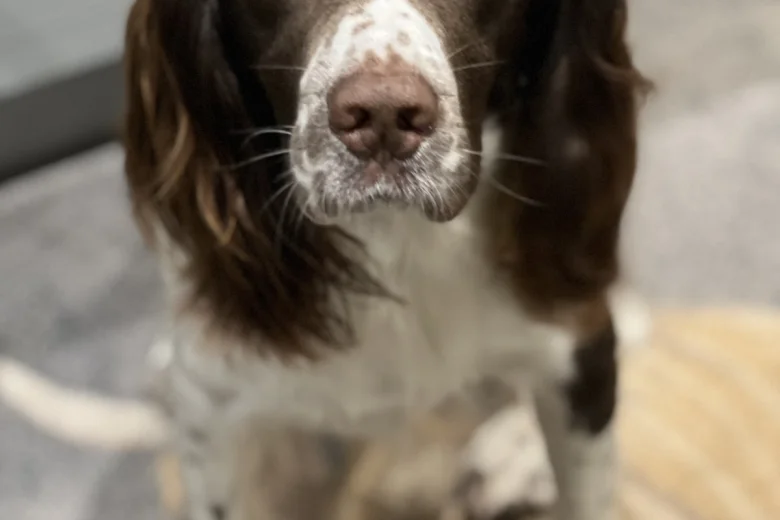 English Springer Spaniel