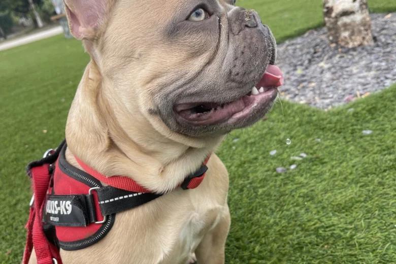 French Bulldog