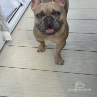 French Bulldog