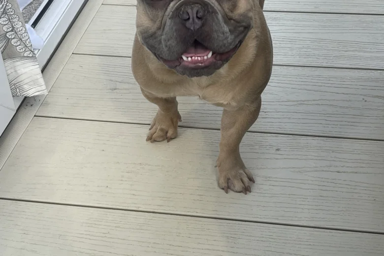 French Bulldog