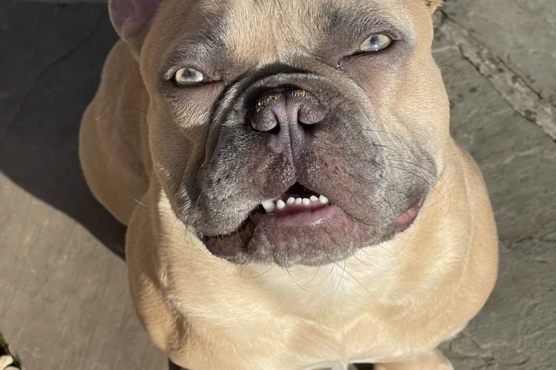 French Bulldog