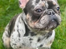 French Bulldog