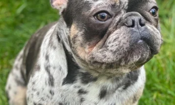 French Bulldog