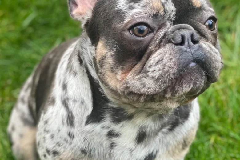 French Bulldog
