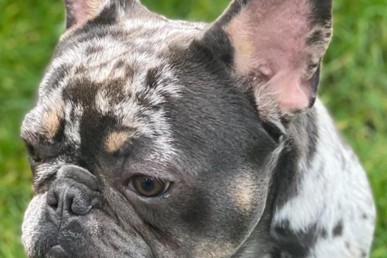 French Bulldog