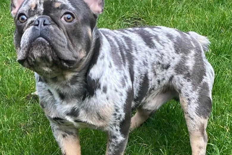 French Bulldog