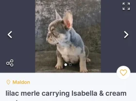 French Bulldog