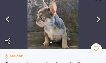 French Bulldog