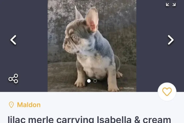 French Bulldog