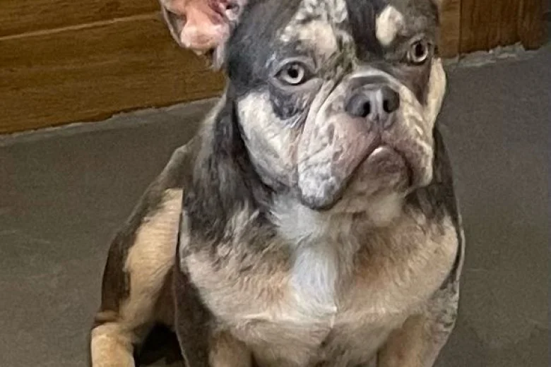 French Bulldog