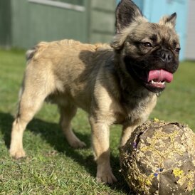 French Bulldog