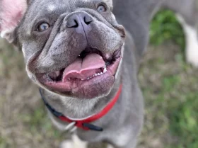 French Bulldog