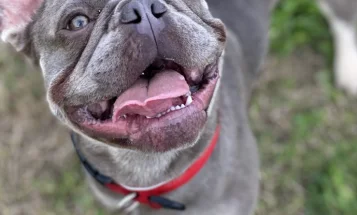 French Bulldog