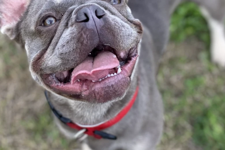 French Bulldog
