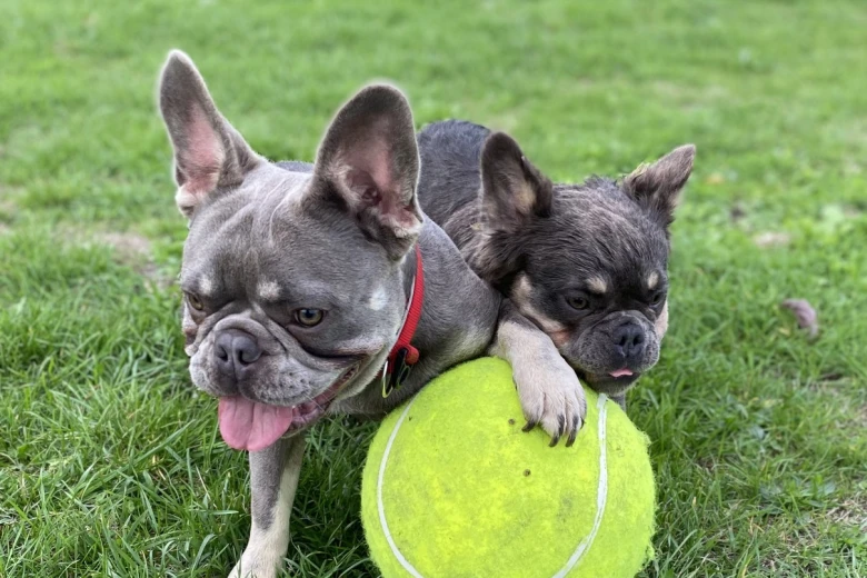 French Bulldog
