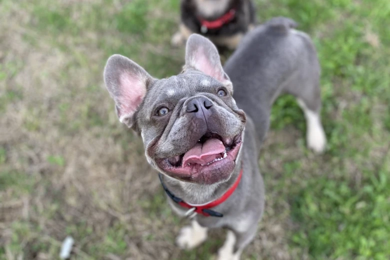 French Bulldog
