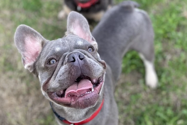 French Bulldog