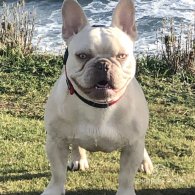 French Bulldog