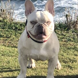 French Bulldog